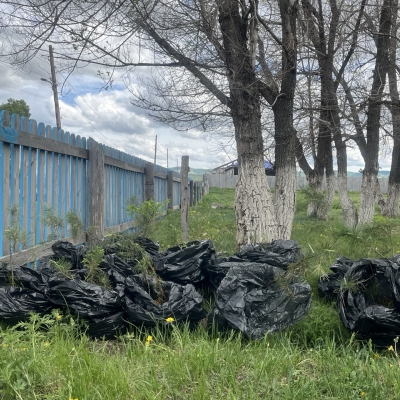 В Камыште высадили сосны